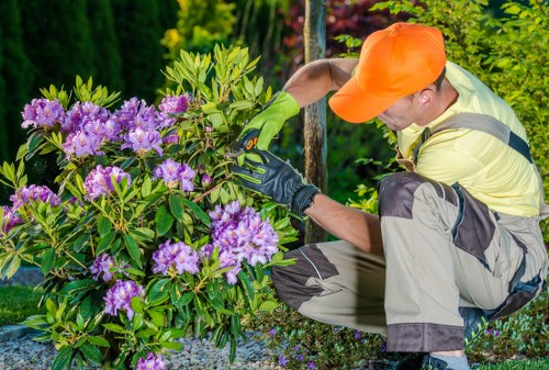 Gardener with protective gloves trimming a hedge