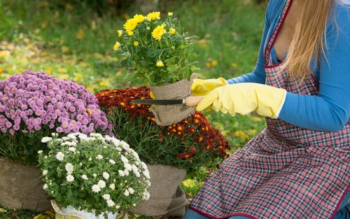 Sustainable garden maintenance practices in a Catford garden